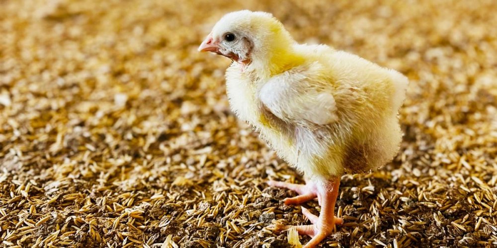 Brakes introduces enhanced welfare standards for fresh chicken